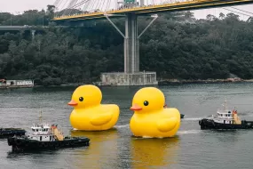 荷兰艺术家 Florentijn Hofman 创作「巨型黄色小鸭」现身香港青衣海域