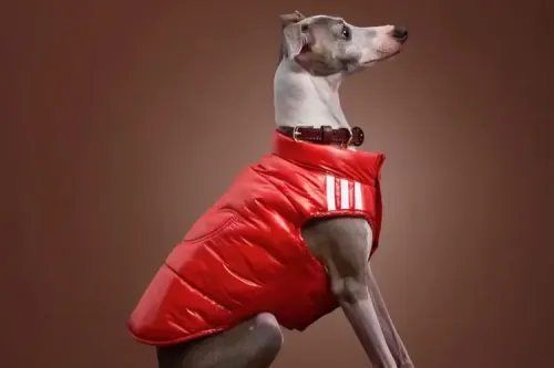 adidas Originals 释出 2026 冬季宠物服饰系列