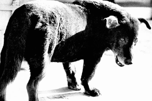 FOTO ARSENAL WIEN 举办年度重量级 Daido Moriyama 大型回顾展