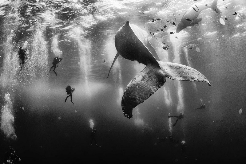 《Whale Whisperers》荣获 2015《国家地理旅行者》摄影大赛一等奖