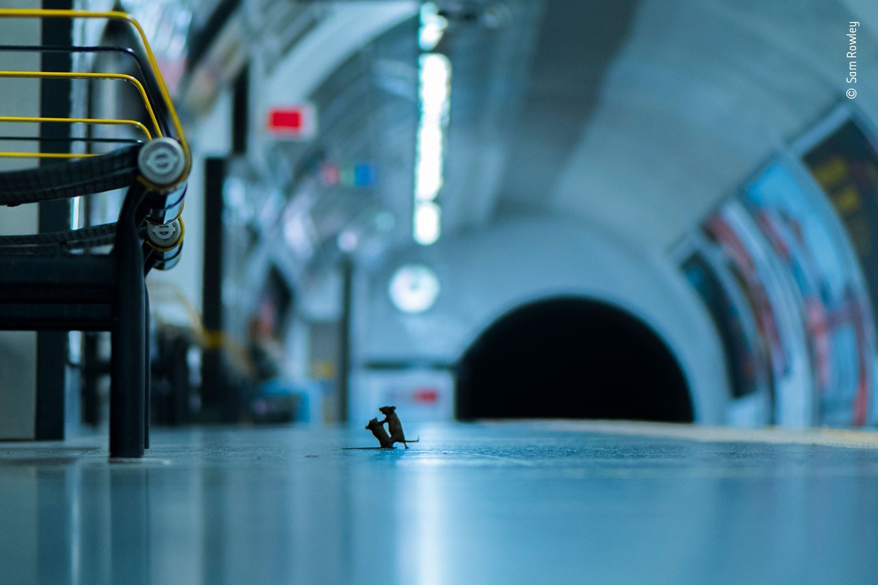 野生动物摄影大奖由「英国地铁两只老鼠」夺得民众票选奖