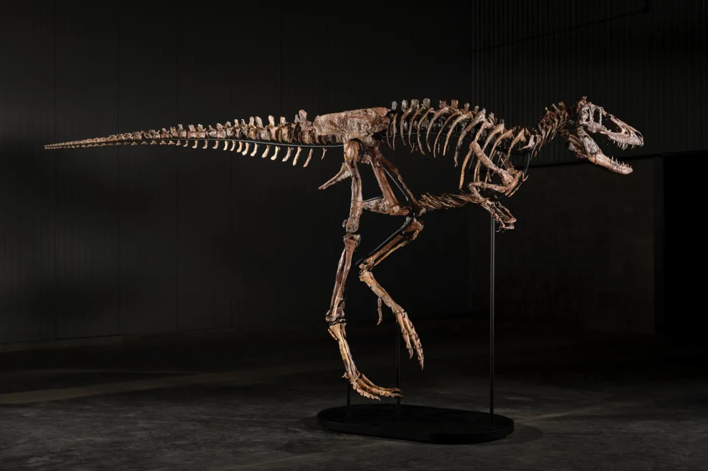 Sotheby's 拍卖世上已知仅有三具之一的 Nanotyrannus 骨架，估价高达 $900 万美元