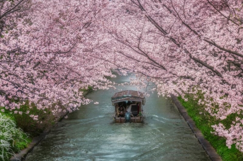 日本 2026 最新樱花预测公开：花期提早登场