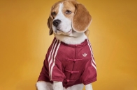 adidas 爆红中式运动外套推宠物版，打造全新 Pets 系列话题单品