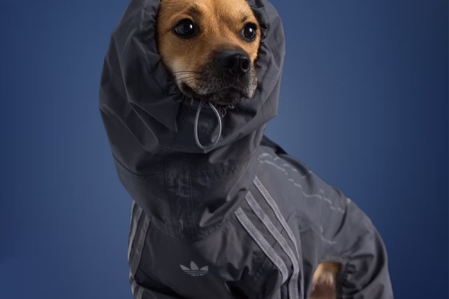 adidas 扩充宠物系列：全新秋季必备单品登场