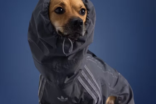 adidas Pet Fall 2025 Collection 日本限定登场｜宠物潮流秋季系列即将发售