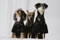 TEAM WANG design 推出宠物生活副线「FRIENDS」