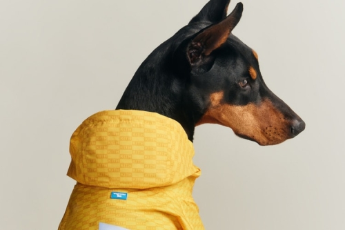 Kith for wagwear：为狗狗而生