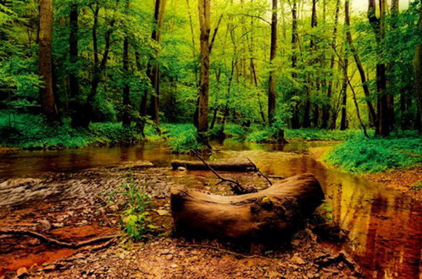 森林的呼吸 MARTIN TOMSUMARTIO自然摄影