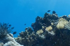 Google Maps 开始推出全新海底街景！