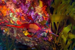 Lynette Wallworth《Coral, Rekindling Venus》预告片曝光