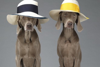 William Wegman 为 Acne Studios 打造 “Hat Dogs” 造型特辑 Lookbook