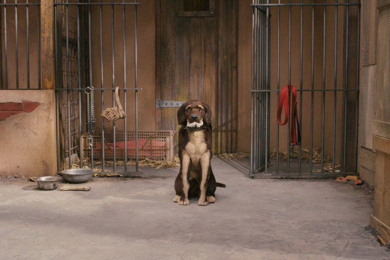 Wes Anderson 拍新动画以狗作主题