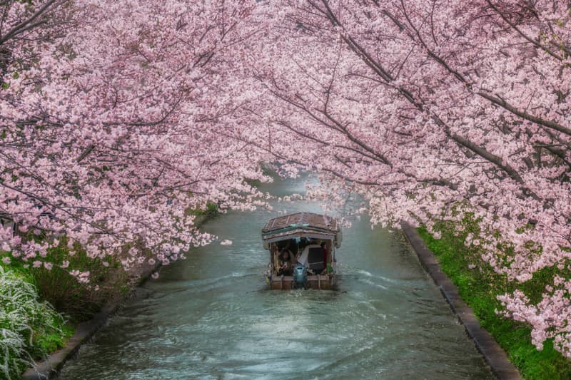 日本 2026 最新樱花预测公开：花期提早登场