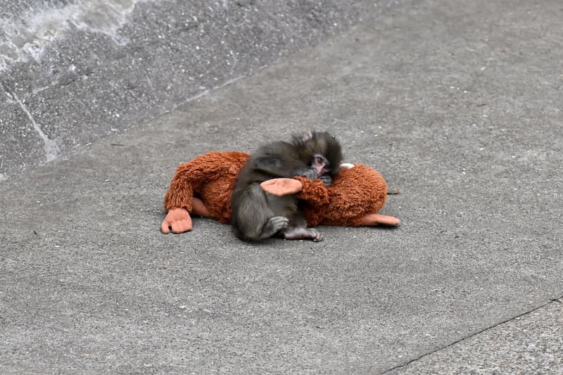 爆红婴猴 Punch 变身主角！全新动作游戏《Zoo Fighter》登场