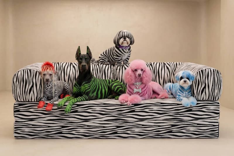 OMHU TEDDY 沙发狂野变身：Zebra 动物纹登场