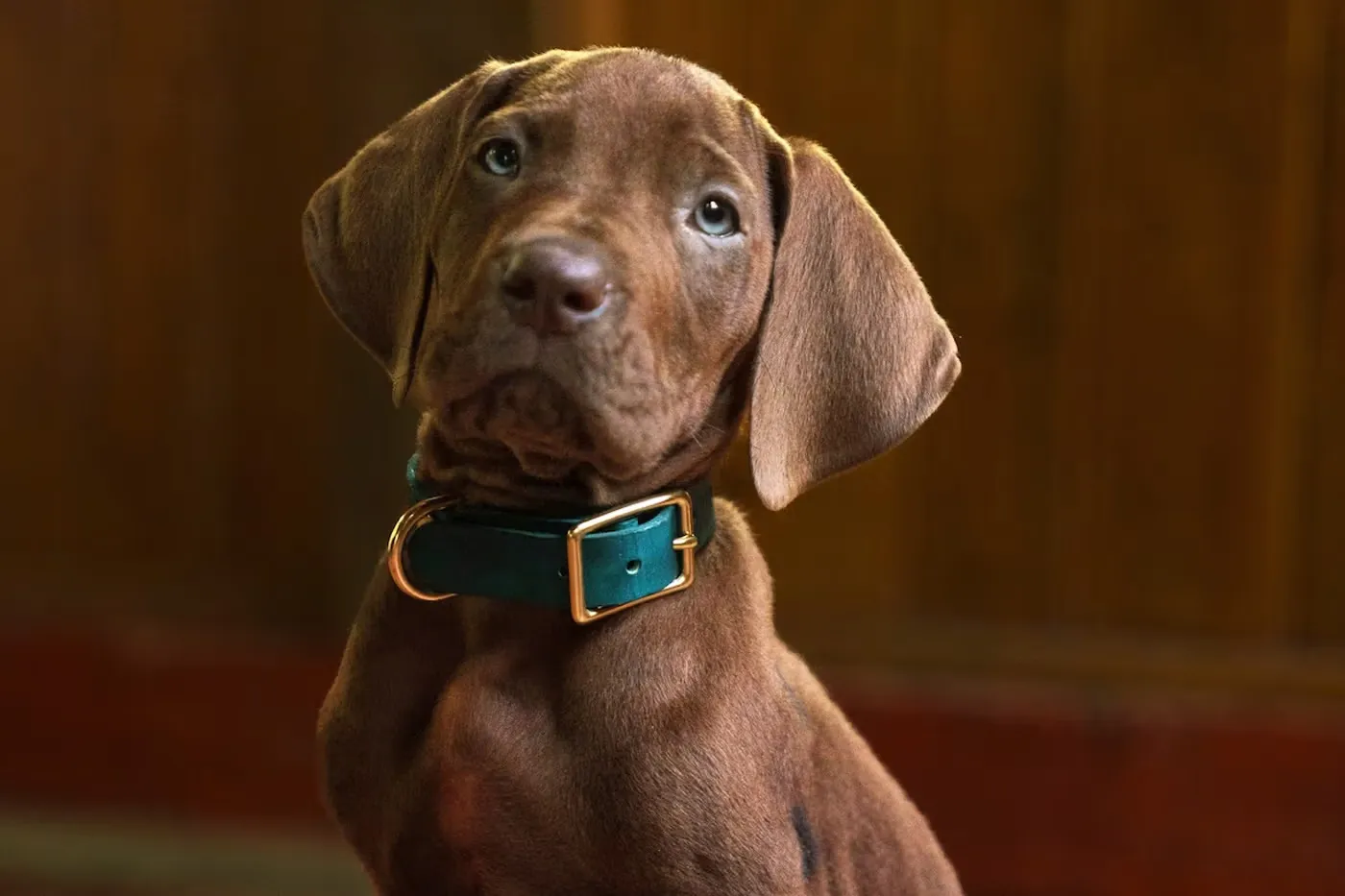Netflix 公开真人版《Scooby-Doo: Origins》首支前导预告