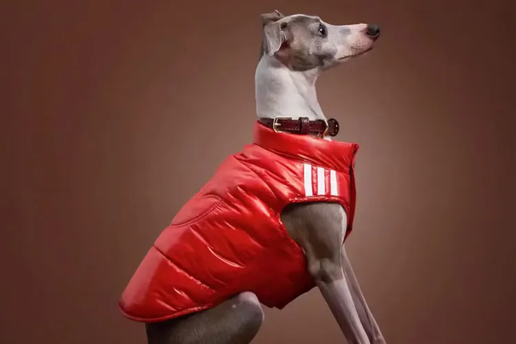 adidas Originals 释出 2026 冬季宠物服饰系列